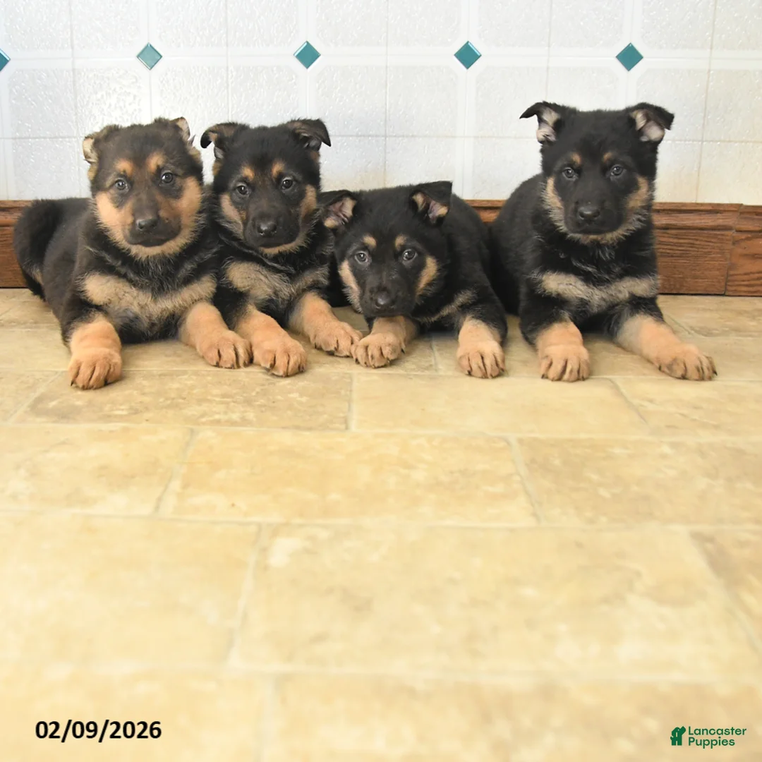 German Shepherd dogs for sale: Unice - Ad 5