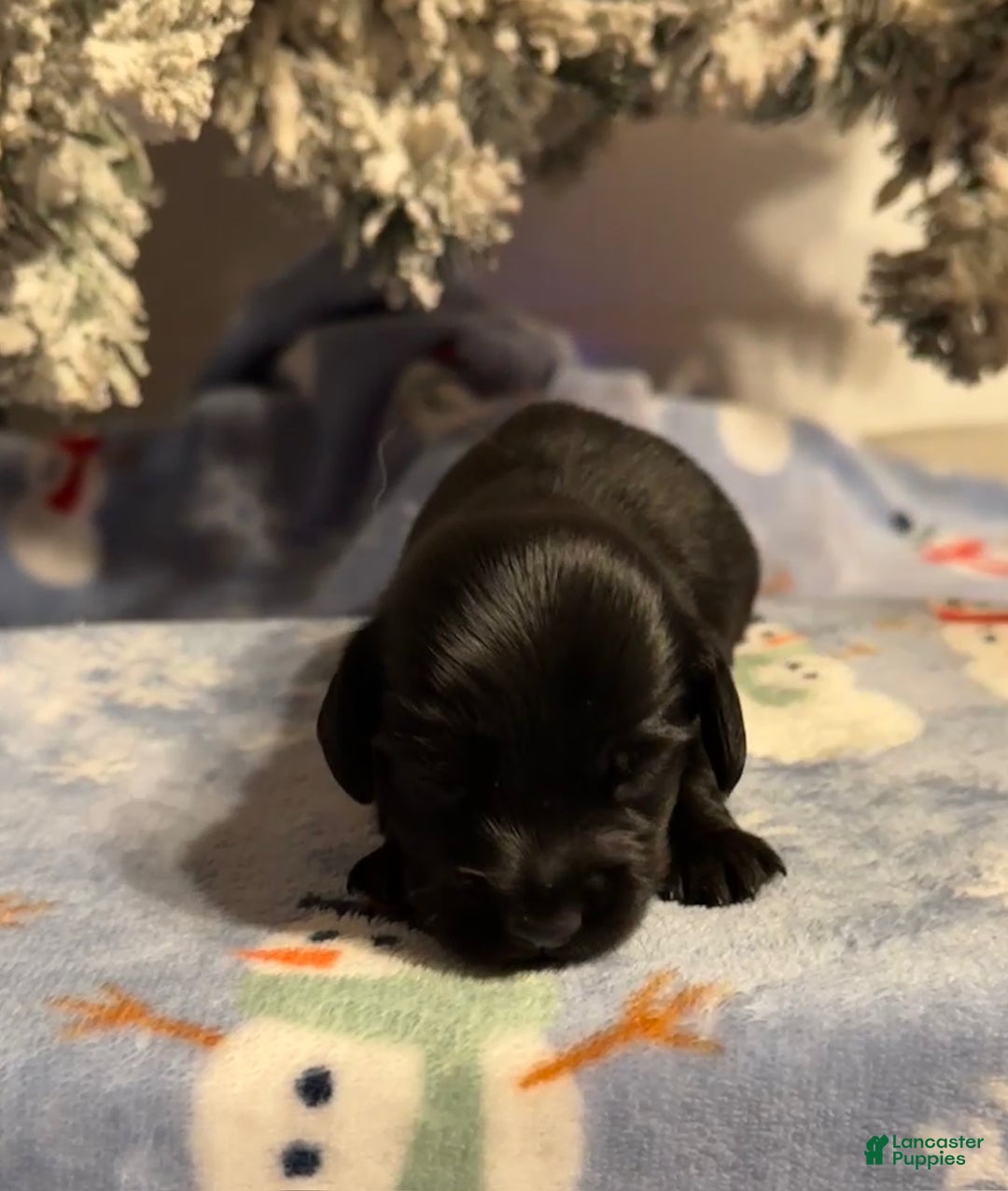 Miniature Dachshund dogs for sale: Lucas - Ad 2