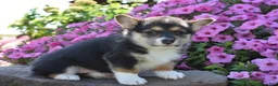 Welsh Corgi Pembroke dogs for sale: Chloe - Ad 3