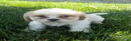 Mixed Breed dogs for sale: Sammy - Ad 2