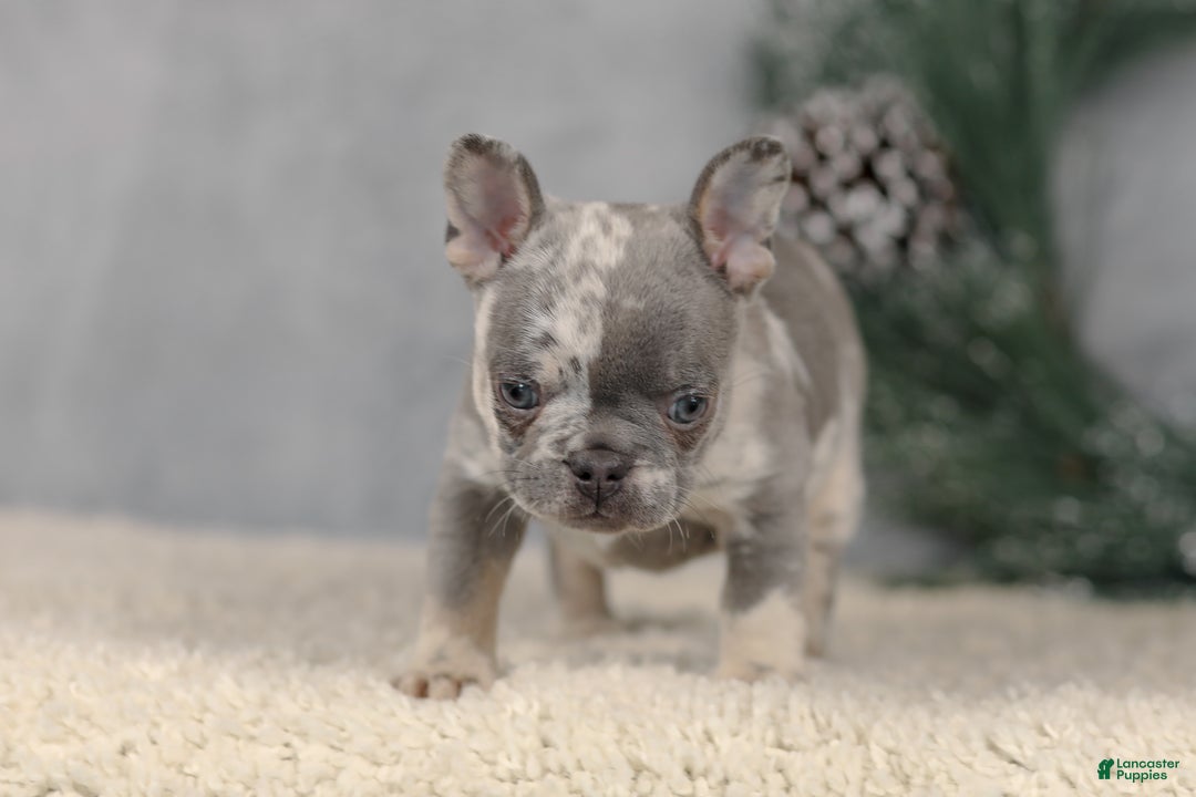French Bulldog dogs for sale: Cindy - Ad 2