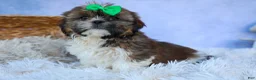 Shih Tzu dogs for sale: RUSTY - Ad 4