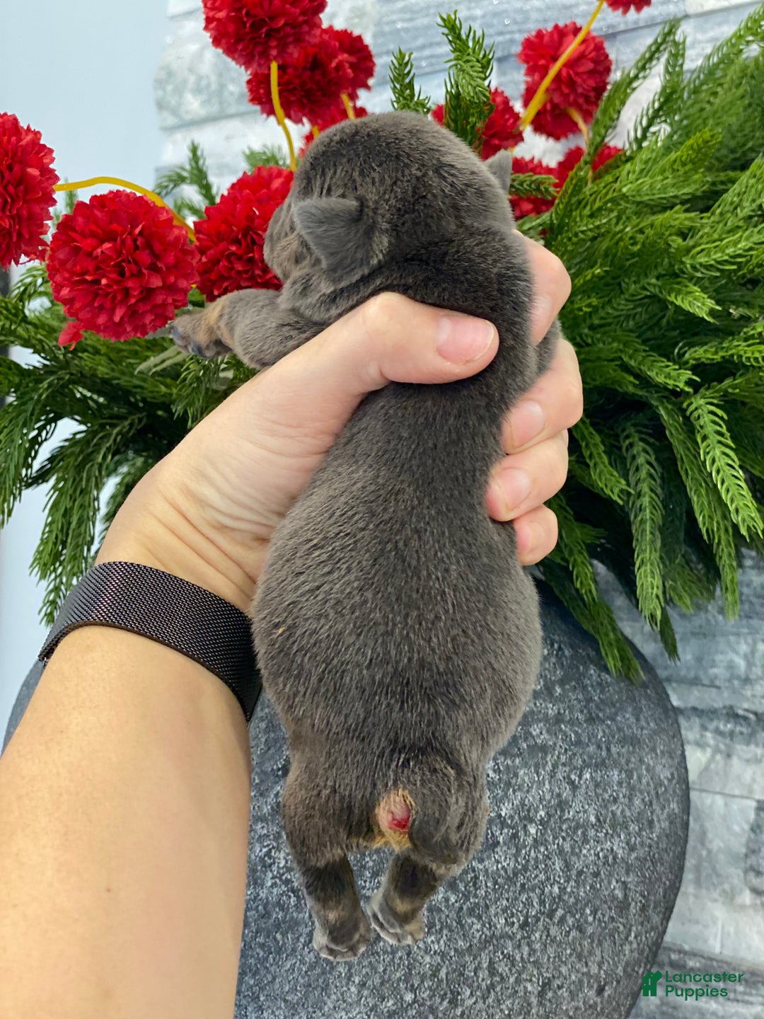 English Bulldog dogs for sale: Kisses - Ad 3