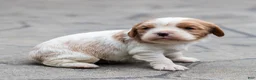 Cavalier King Charles Spaniel dogs for sale: Peter Cavalier King Charles Spaniel Puppy  - Ad 5