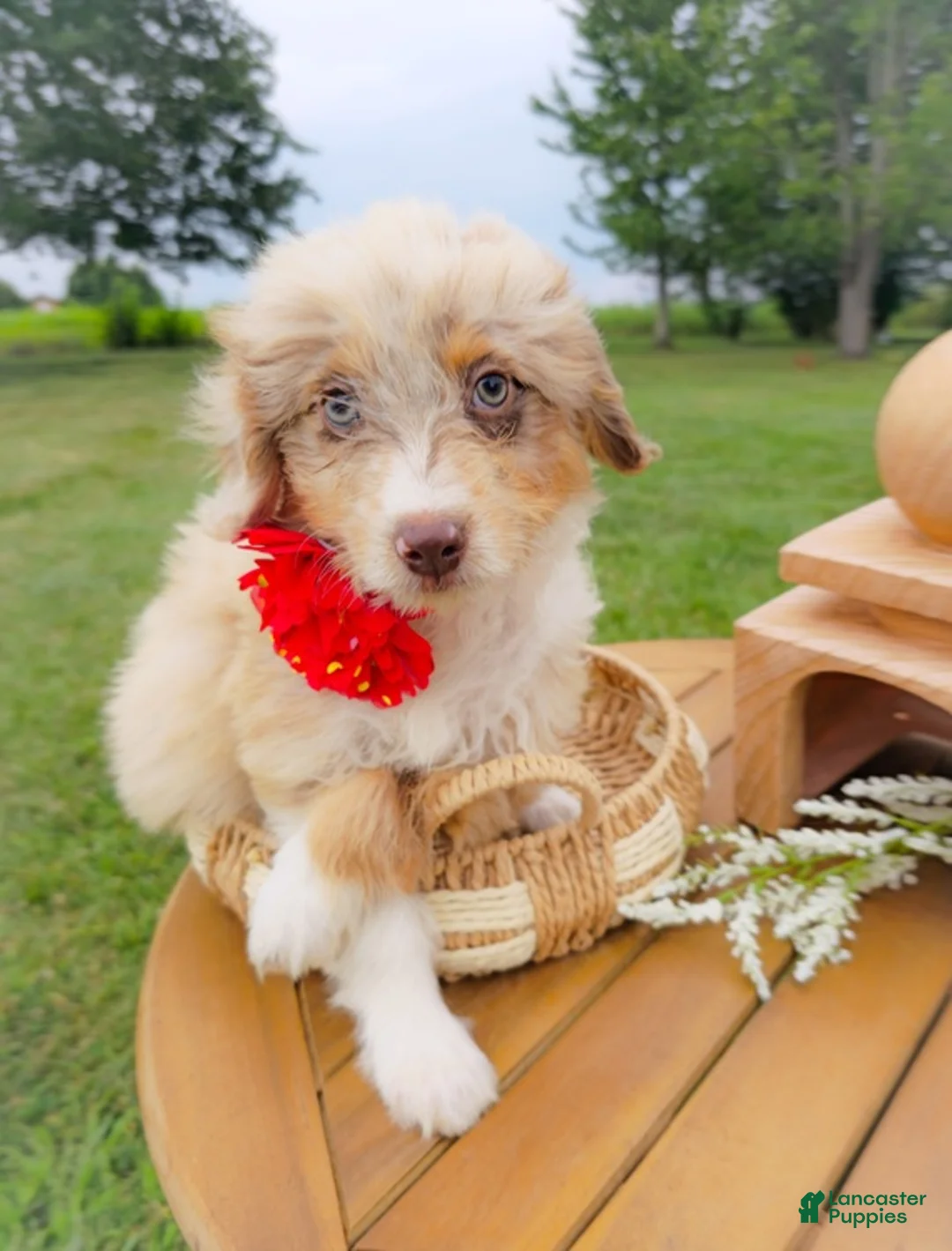 Aussiedoodle dogs for sale: Honey Melon - Ad 1