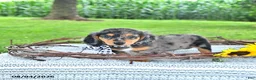 Miniature Dachshund dogs for sale: Sailor - Ad 3