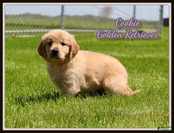 Golden Retriever dogs Cookie - Ad 1