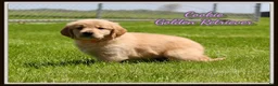 Golden Retriever dogs for sale: Cookie - Ad 1