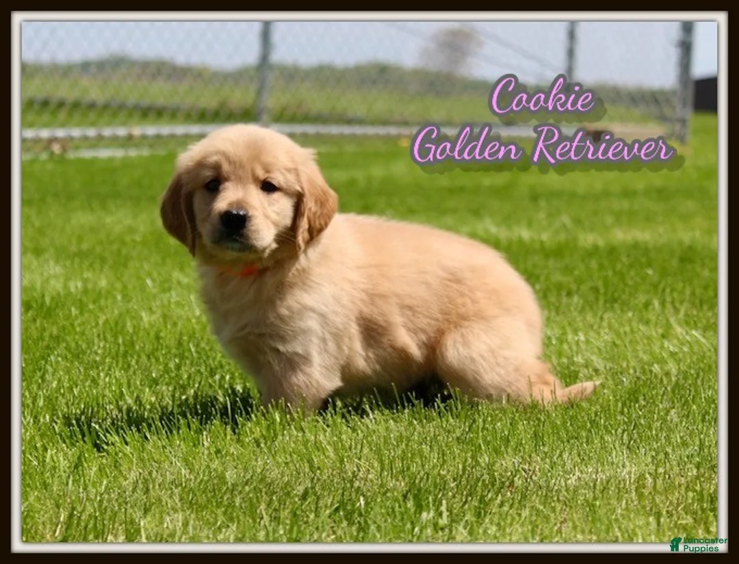 Golden Retriever dogs for sale: Cookie - Ad 1