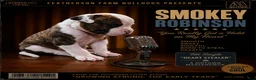 American Bulldog dogs for sale: Smokey Robinson-male - Ad 1