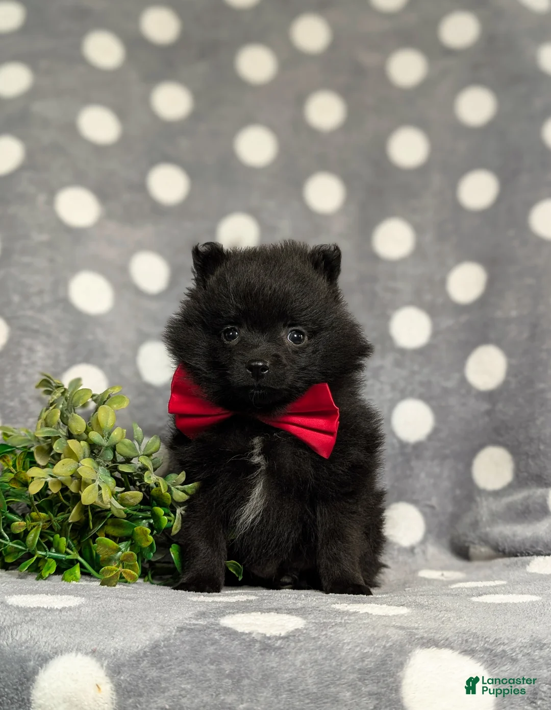 Pomeranian dogs for sale: Malloy 9 lbs Full Grown - Ad 2