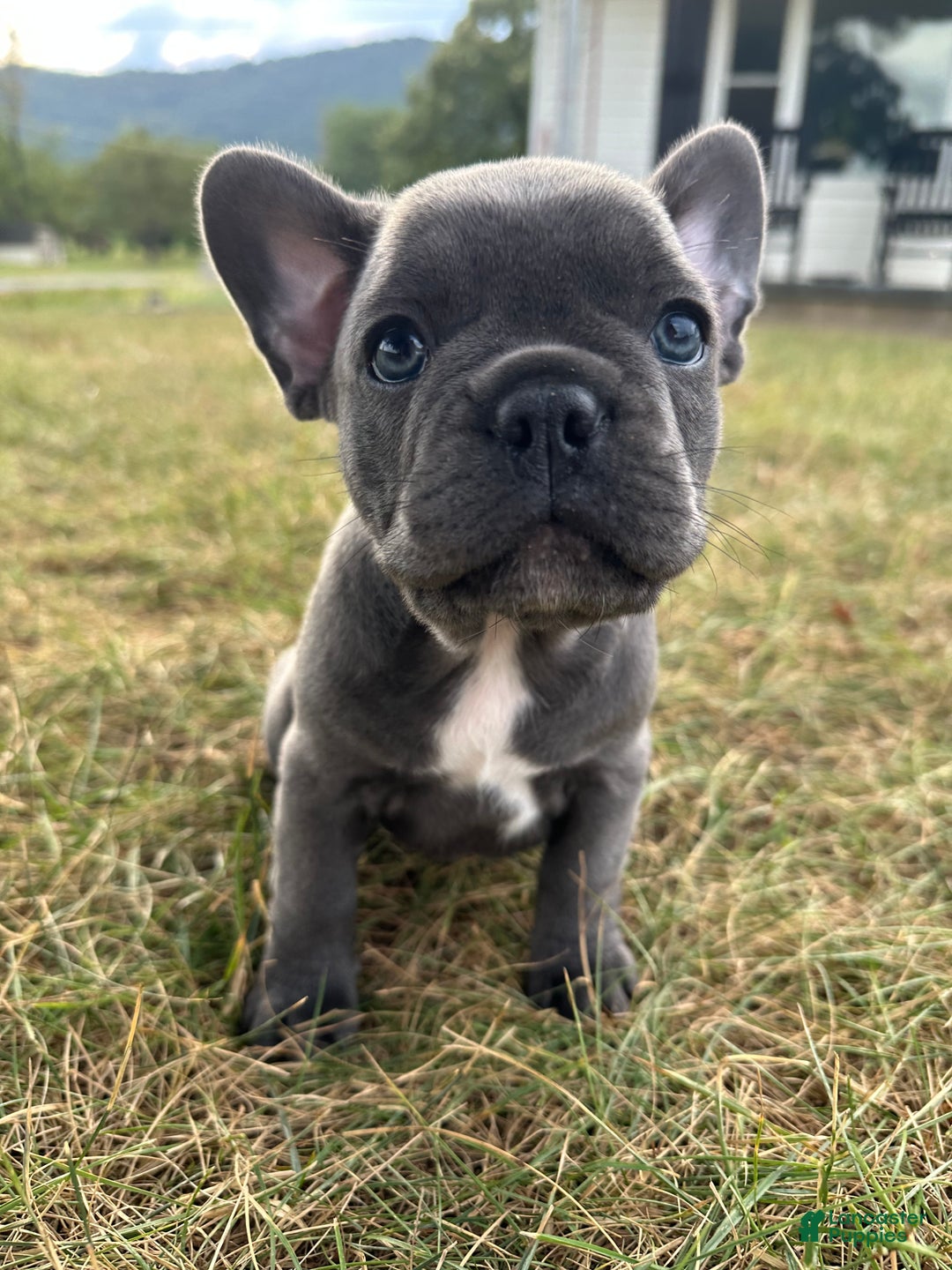 Blue Kc Registered French Bulldog And Tan Blue Steel French
