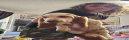 Basset Hound dogs for sale: Basset Hound 3 - Ad 3