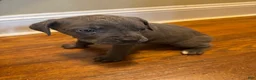 Cane Corso dogs for sale: Cane Corso Puppy 10 - Ad 3