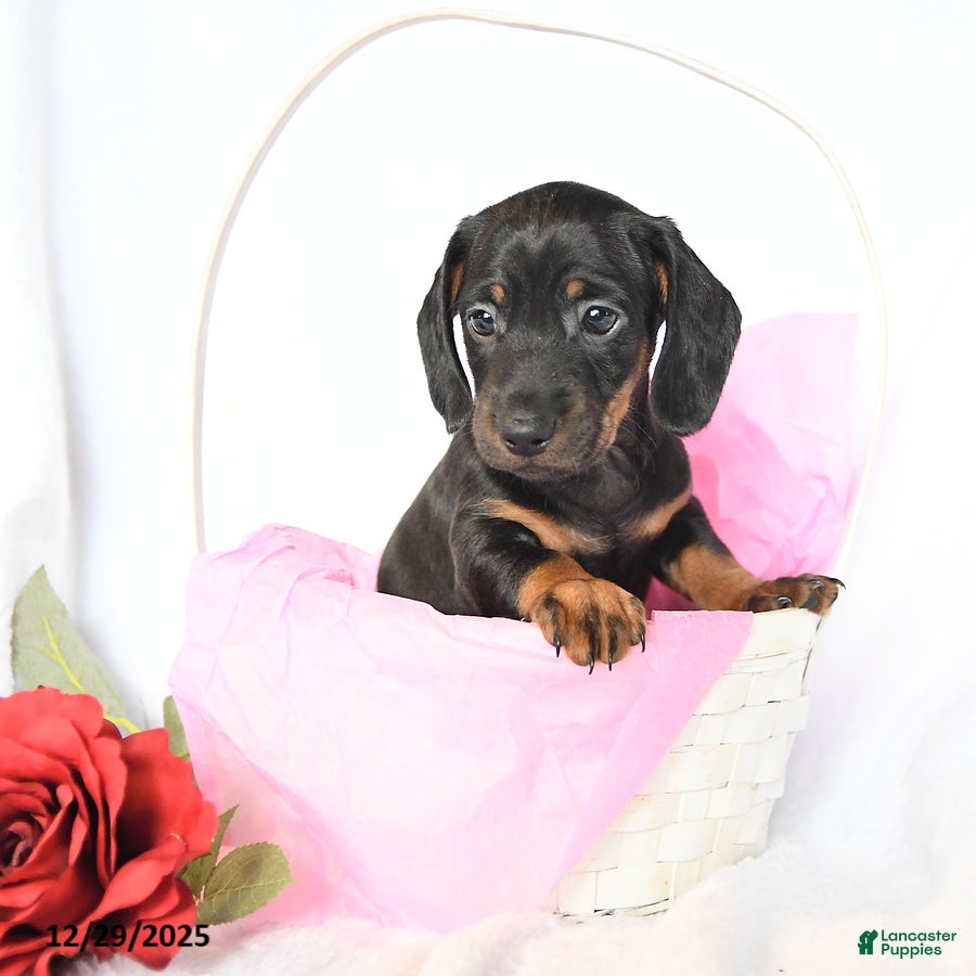 Miniature Dachshund dogs Duke - Ad 15
