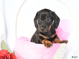 Miniature Dachshund dogs Duke - Ad 14