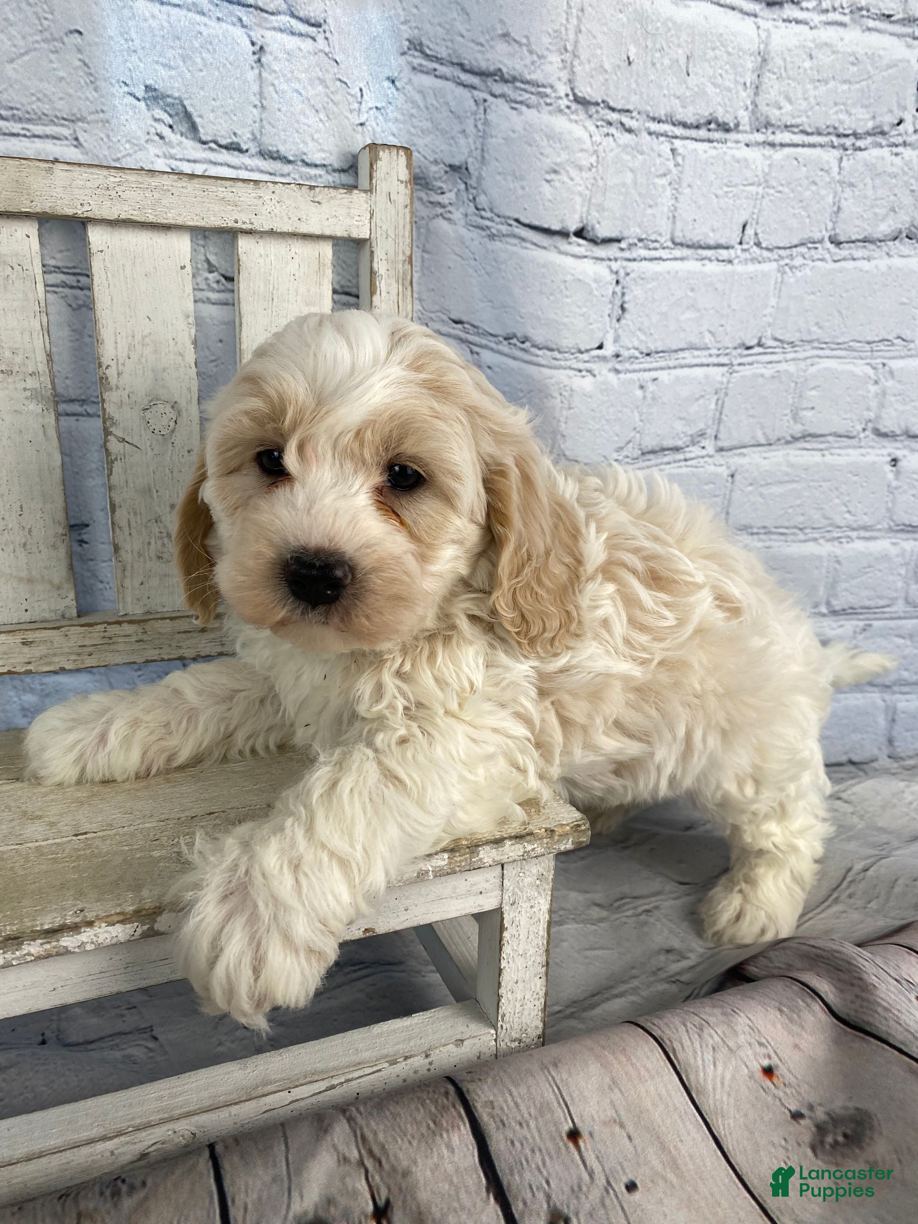 Cavapoo dogs Larry - Ad 1