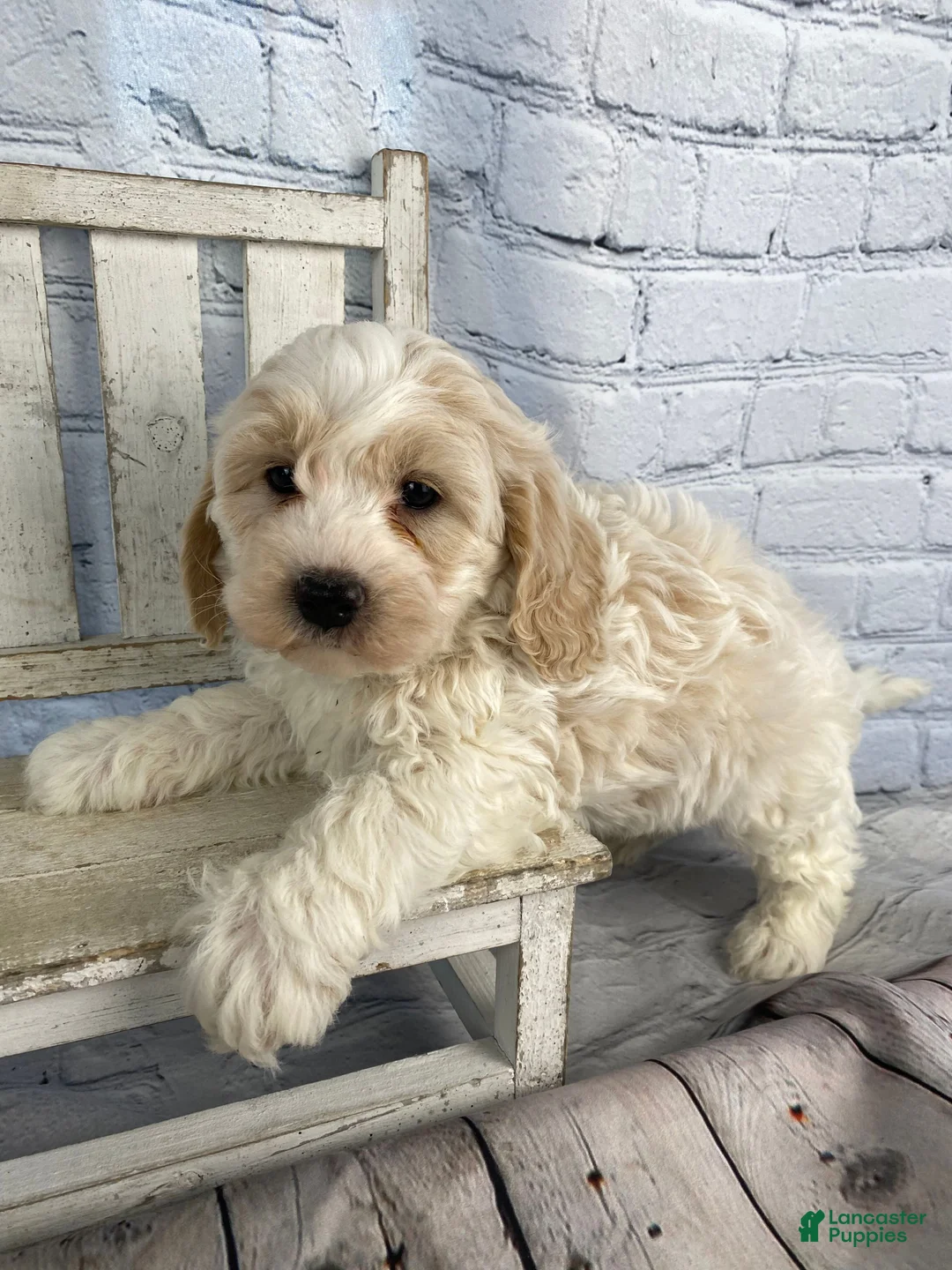 Cavapoo dogs for sale: Larry - Ad 1