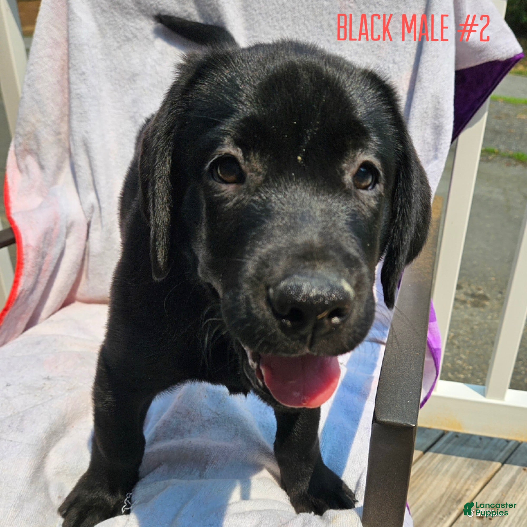 Labrador Retriever dogs Labrador Retriever Black Male 2 - Ad 1