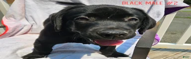 Labrador Retriever Black Male 2