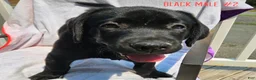 Labrador Retriever dogs for sale: Labrador Retriever Black Male 2 - Ad 1