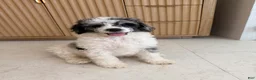 Standard Poodle dogs for sale: Goose  - Ad 4