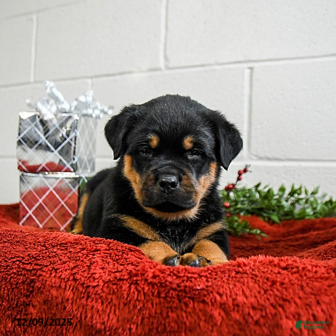 Rottweiler dogs for sale: Grover - Ad 1