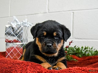 Rottweiler dogs Grover - Ad 7
