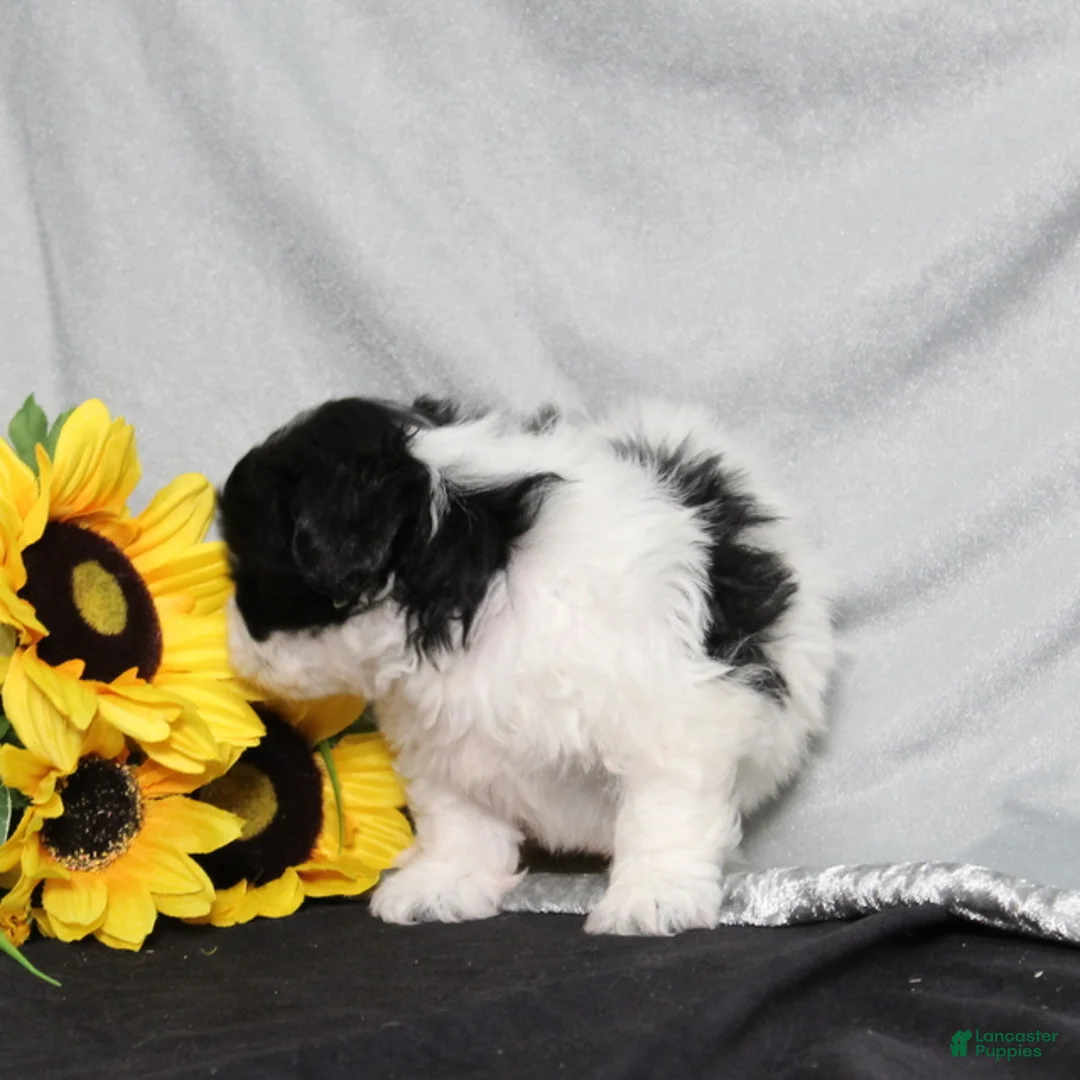 Teddy Bear dogs for sale: Ocean - Ad 2