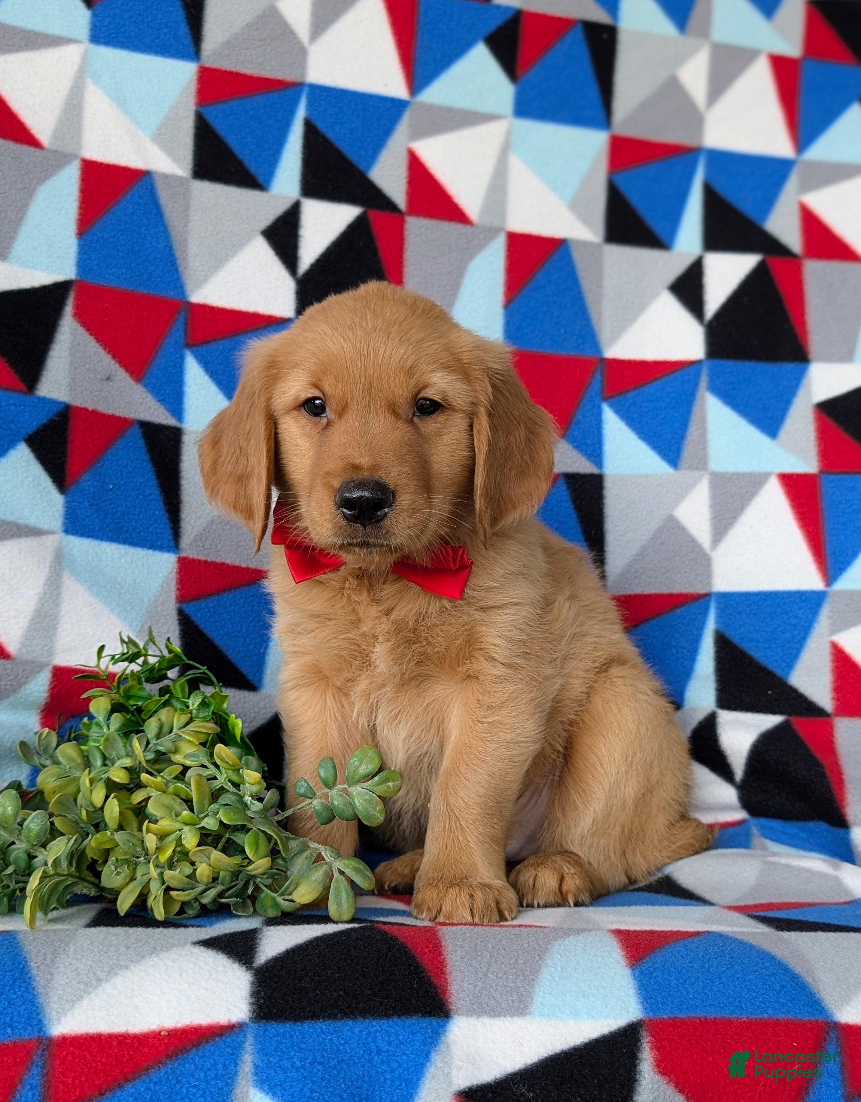 Golden Retriever dogs Collins - Ad 1