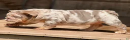 English Bulldog dogs for sale: Peach - Ad 3