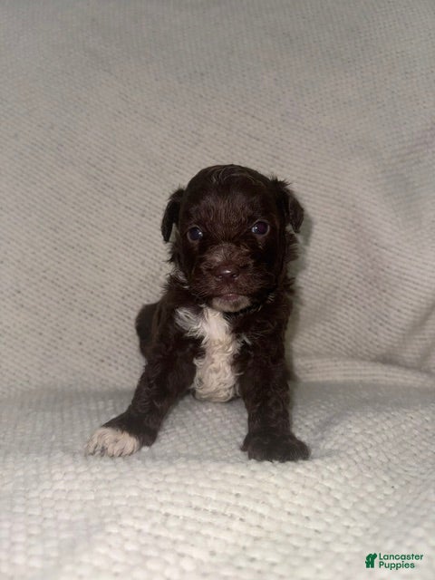 Mini Aussiedoodle dogs Mini Aussiedoodle Puppy 1 - Ad 20