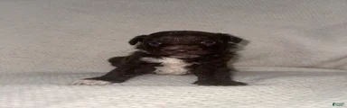 Mini Aussiedoodle Puppy 1