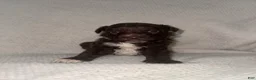 Mini Aussiedoodle dogs for sale: Mini Aussiedoodle Puppy 1 - Ad 1