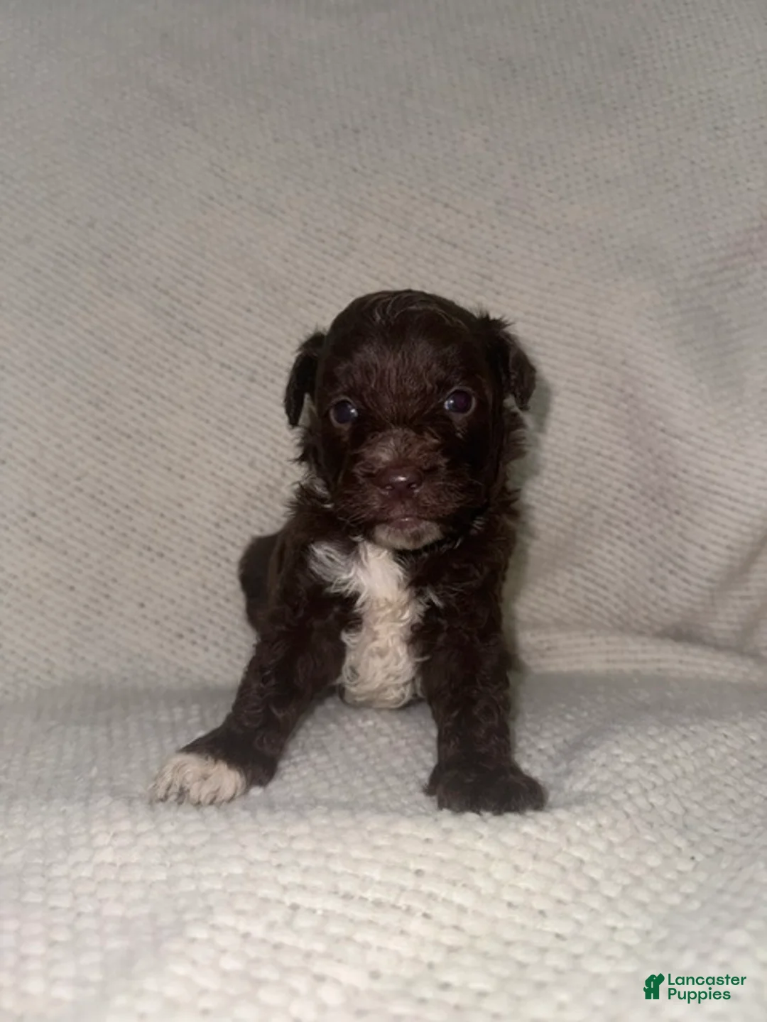 Mini Aussiedoodle dogs for sale: Mini Aussiedoodle Puppy 1 - Ad 1