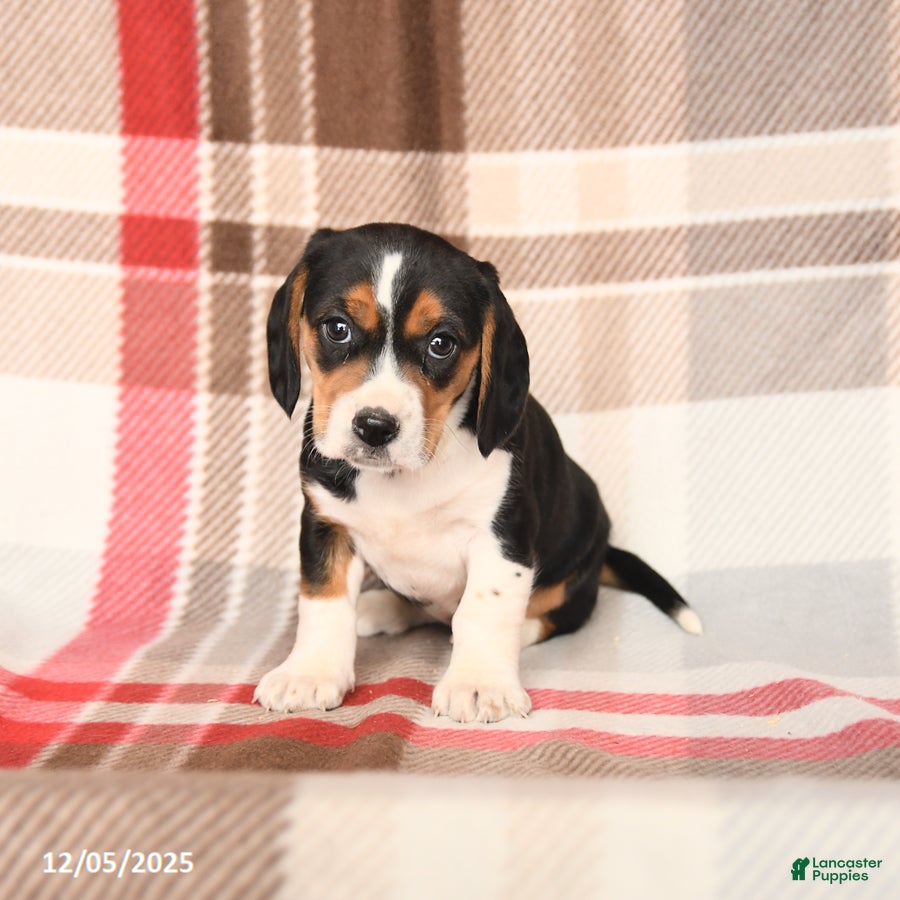 Beagle dogs Patsy - Ad 33