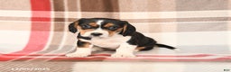 Beagle dogs for sale: Patsy - Ad 1