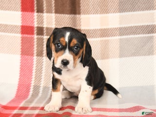 Beagle dogs Patsy - Ad 17