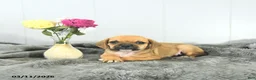 Puggle dogs for sale: Cash - Ad 2