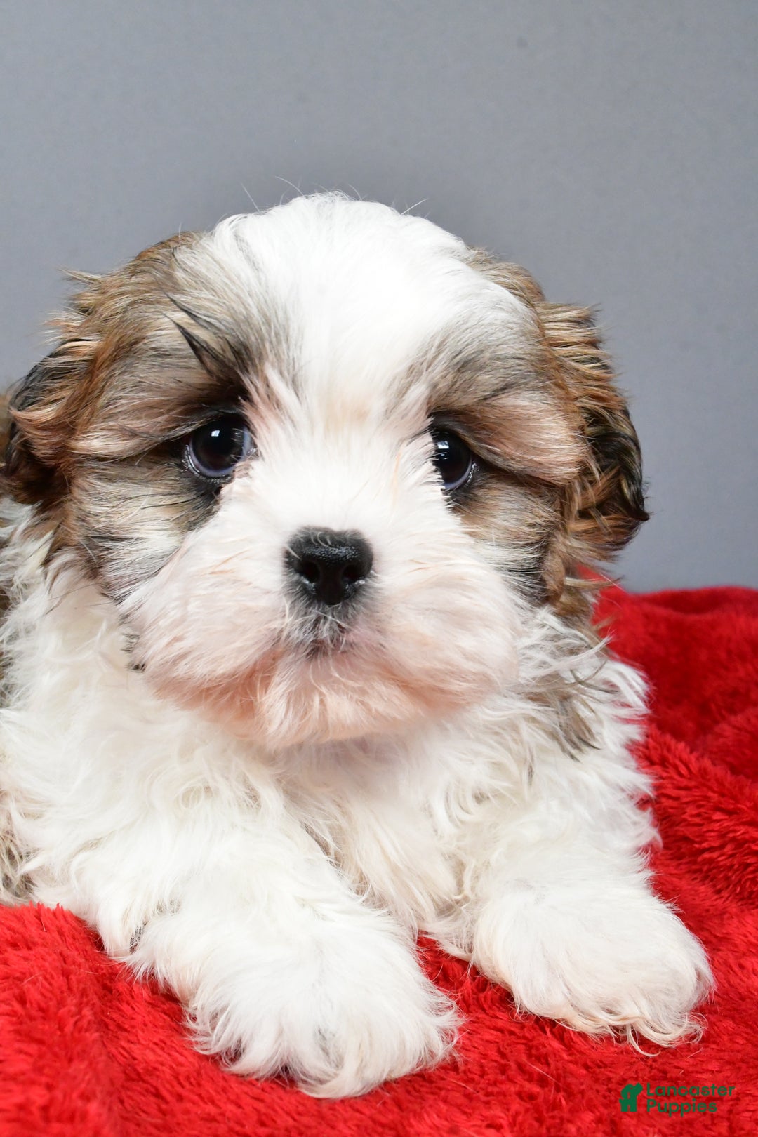 Shih Tzu dogs for sale: Rocket - Ad 3