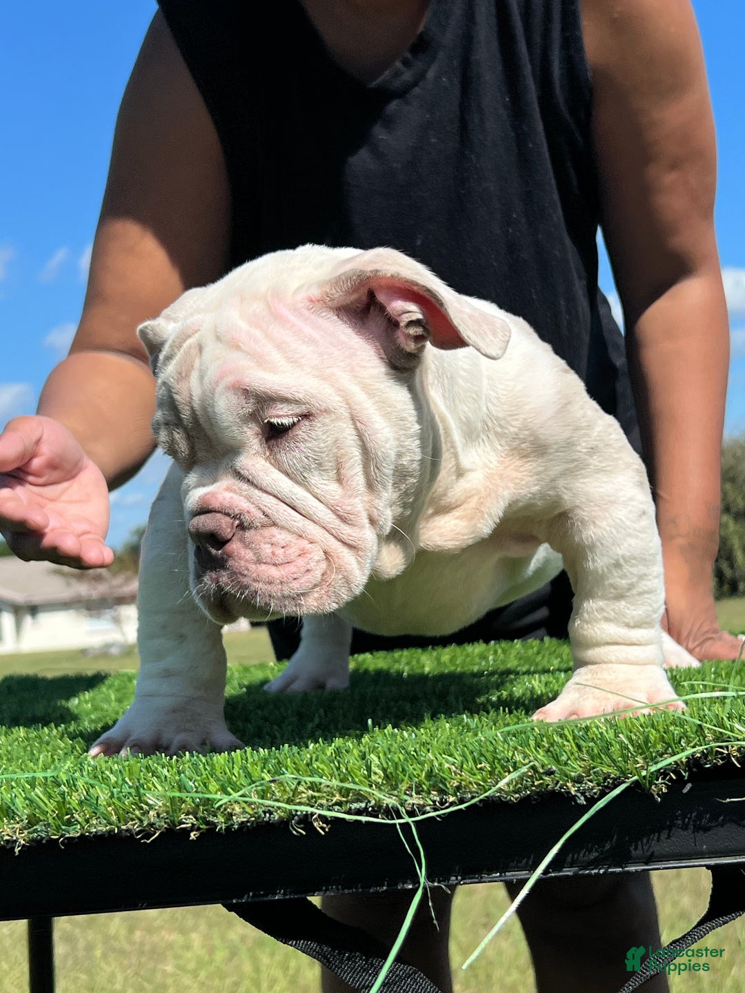 American Bully dogs for sale: American Bully Puppy 2 - Ad 3