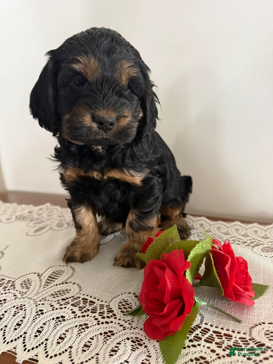 Cockapoo dogs for sale: Cockapoo Puppy 5 - Ad 1