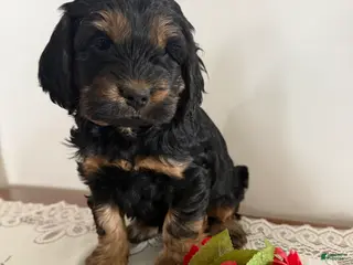 Cockapoo dogs Cockapoo Puppy 5 - Ad 24