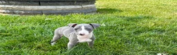 Italian Greyhound dogs for sale: Shane - Ad 4