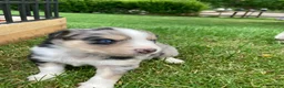 Australian Shepherd dogs for sale: Jasper  - Ad 12