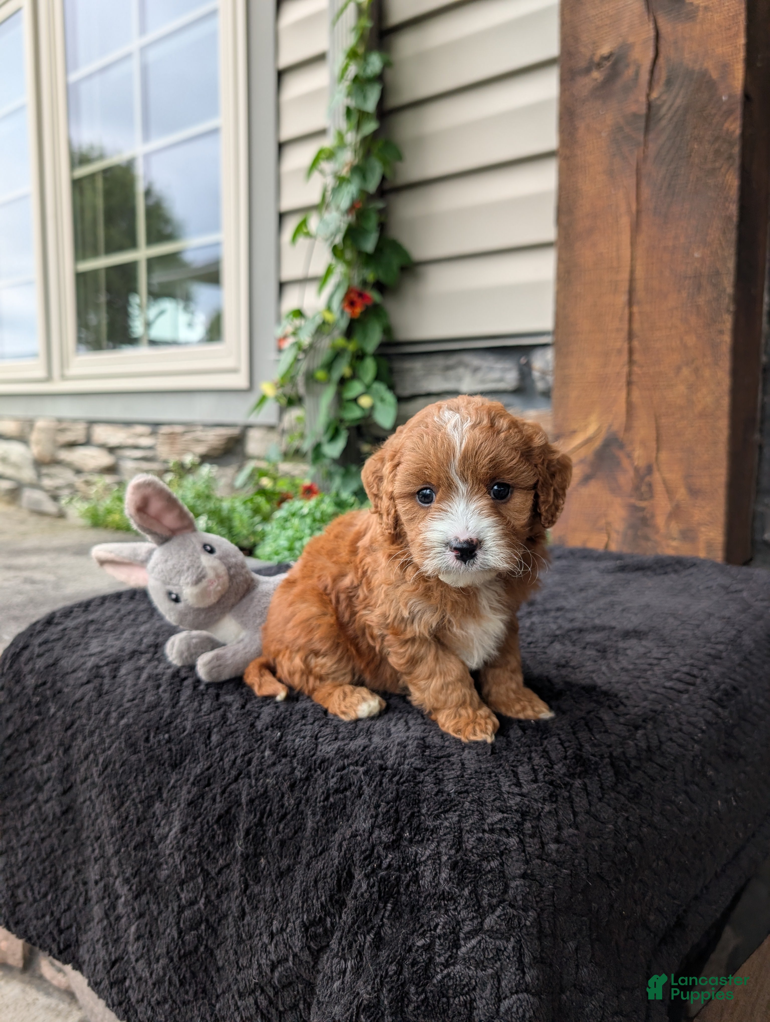 Cavapoo dogs Sandy  - Ad 2