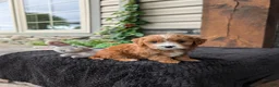 Cavapoo dogs for sale: Sandy  - Ad 2
