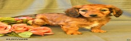 Miniature Dachshund dogs for sale: Francine - Ad 4
