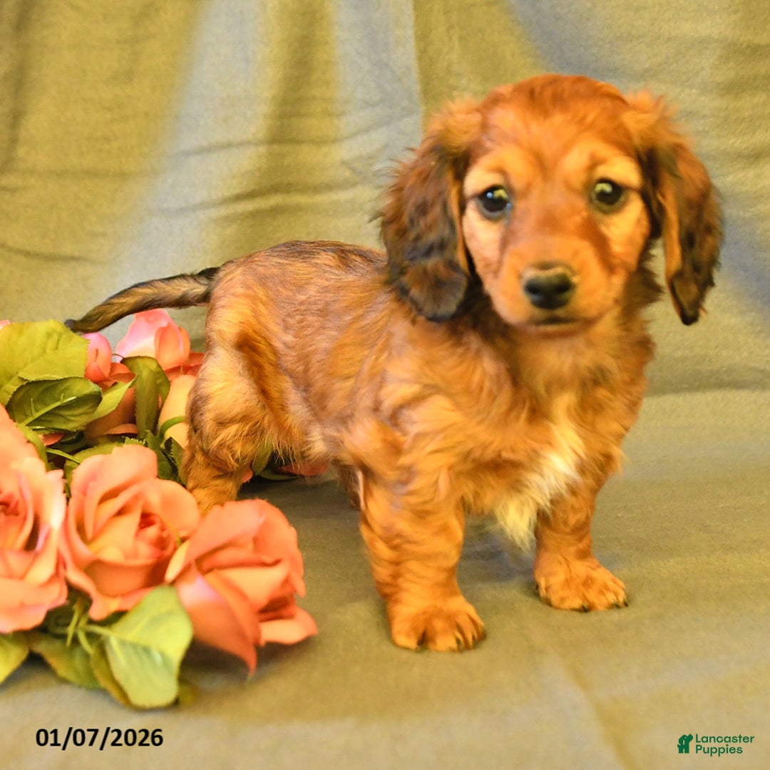 Miniature Dachshund dogs for sale: Francine - Ad 4