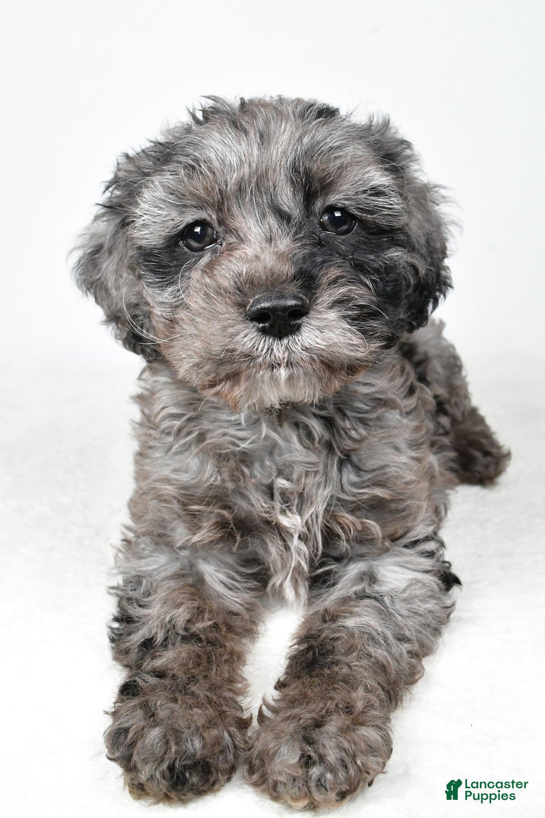 Cockapoo dogs for sale: Kelly - Ad 9